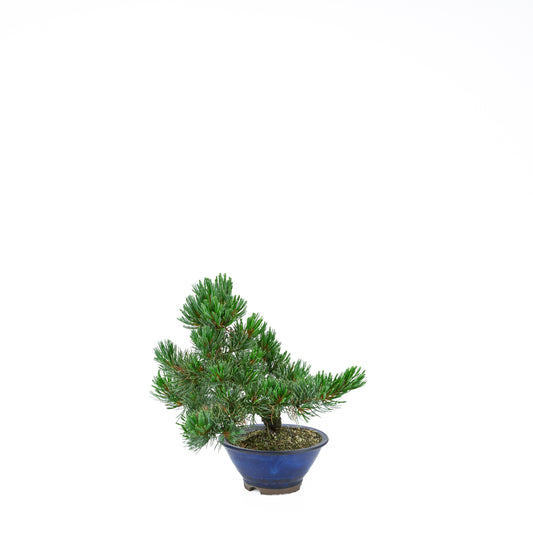 Pinus parviflora (white pine), height ~31 cm