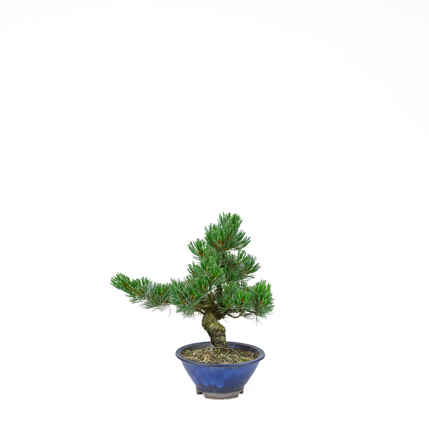 Pinus parviflora (white pine), height ~31 cm