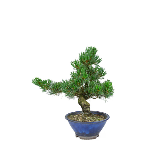 Pinus parviflora (white pine), height ~31 cm