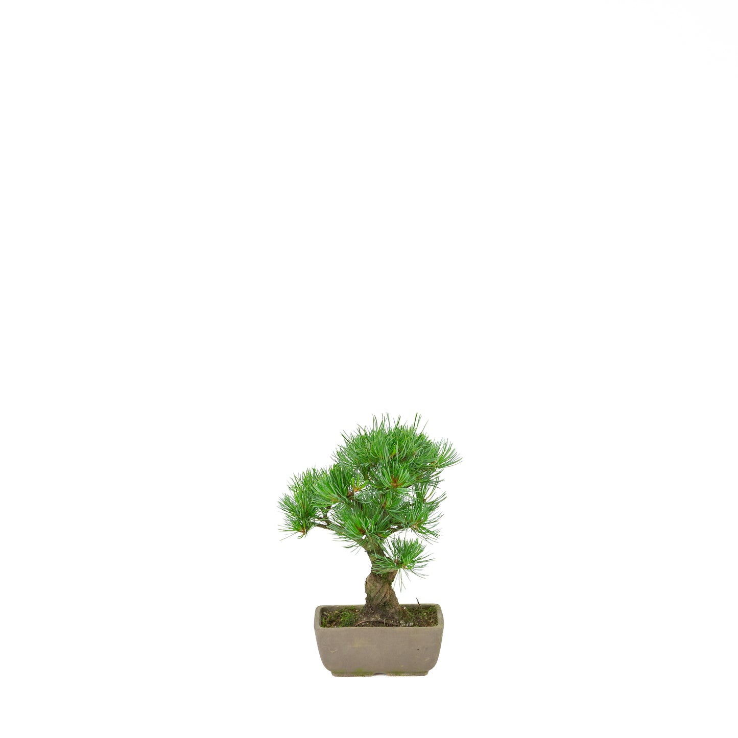 Pinus parviflora (white pine), height ~24 cm