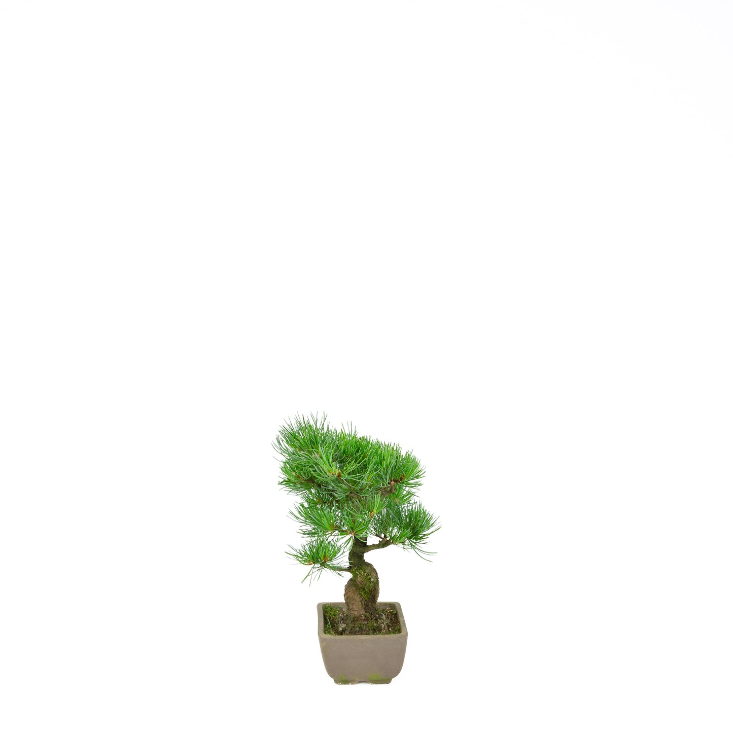 Pinus parviflora (white pine), height ~24 cm