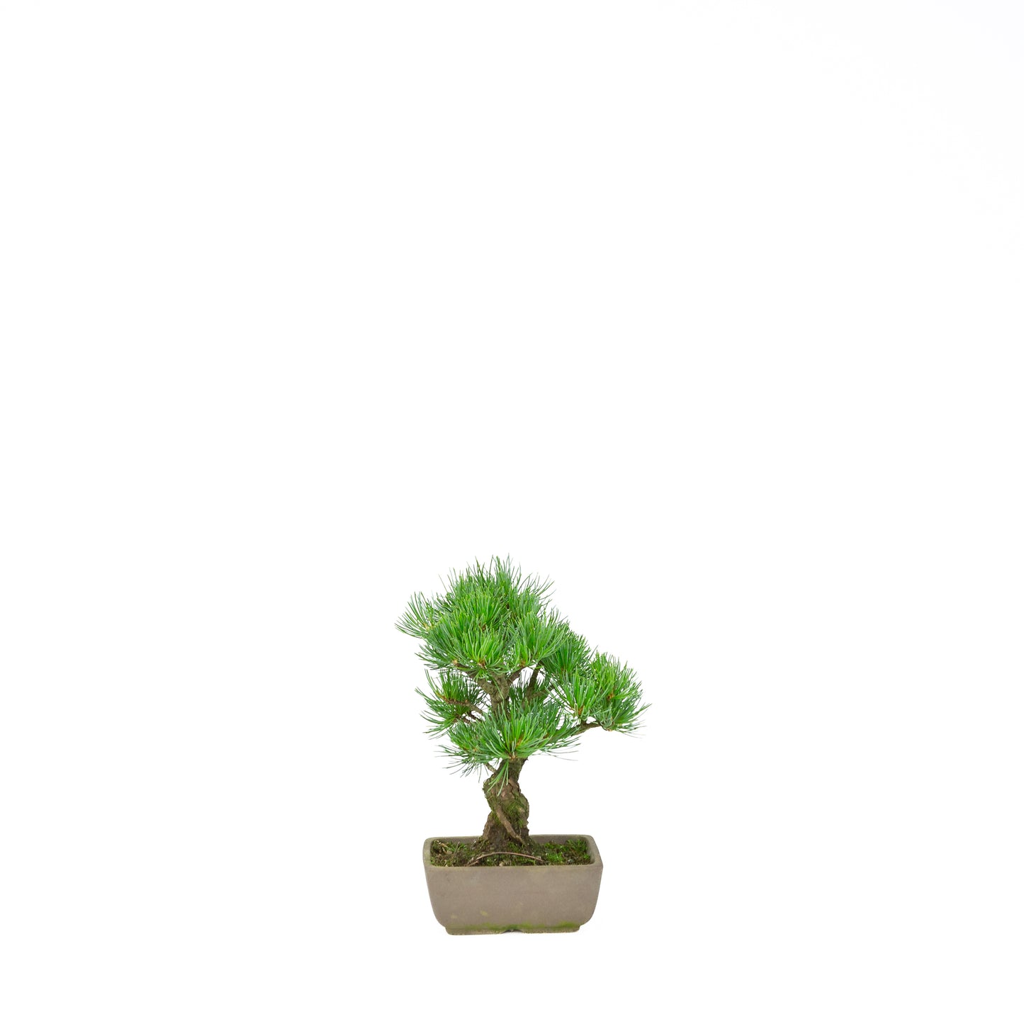 Pinus parviflora (white pine), height ~24 cm