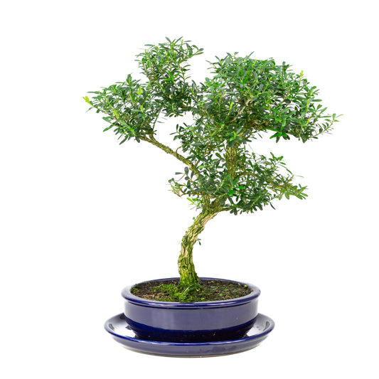 Buxus harlandii Bonsai in blue pot 19cm, height ~41cm