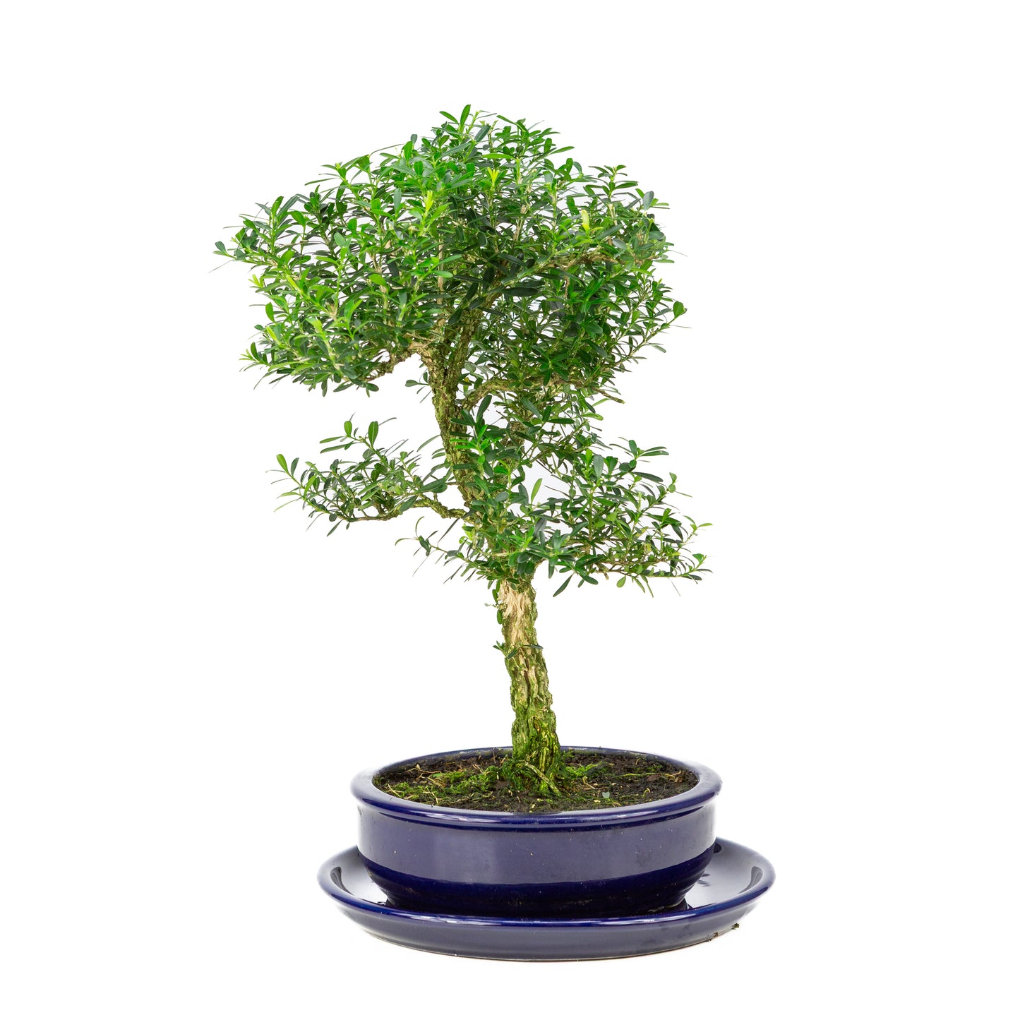 Buxus harlandii Bonsai in blue pot 19cm, height ~41cm