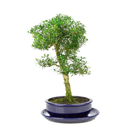 Buxus harlandii Bonsai in blue pot 19cm, height ~41cm