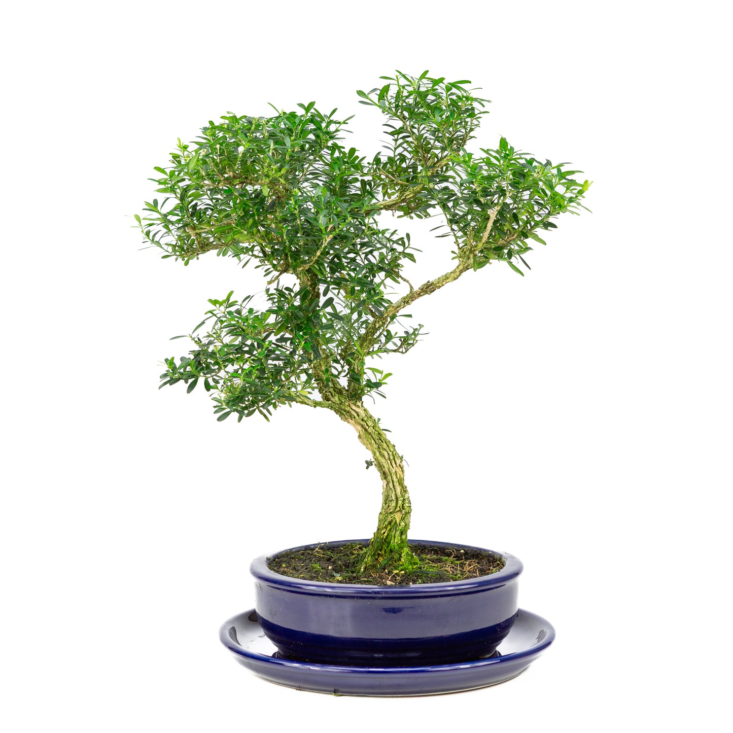 Buxus harlandii Bonsai in blue pot 19cm, height ~41cm