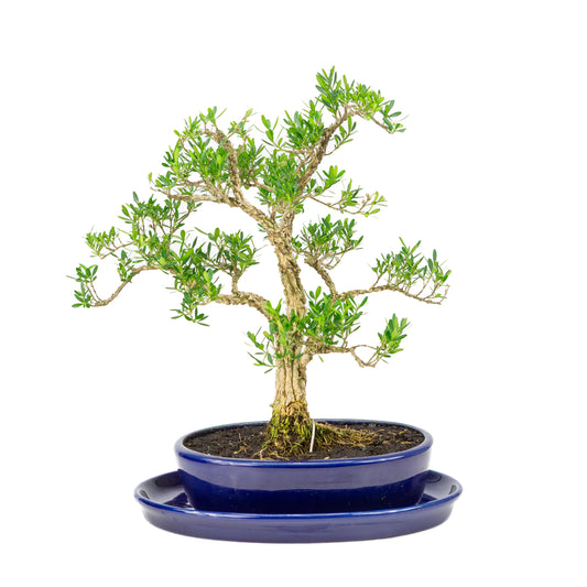 Buxus harlandii Bonsai in blue pot 21cm, height ~36cm