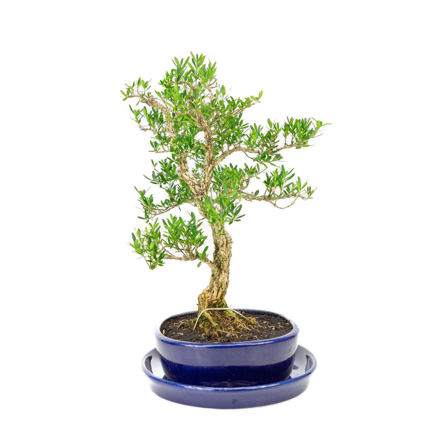 Buxus harlandii Bonsai in blue pot 21cm, height ~36cm