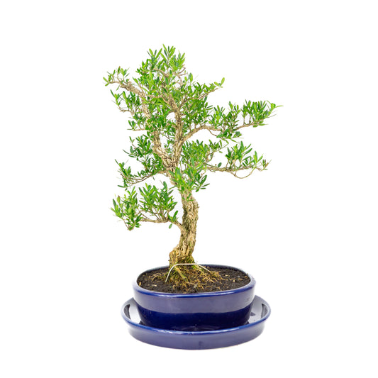 Buxus harlandii Bonsai in blue pot 21cm, height ~36cm