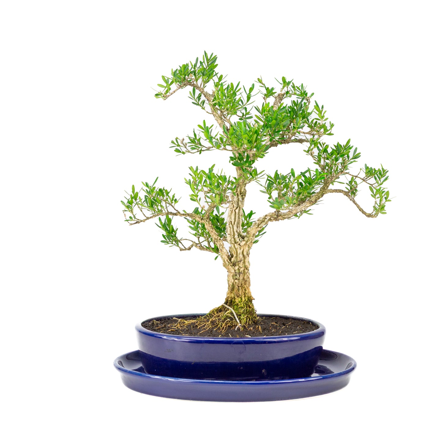 Buxus harlandii Bonsai in blue pot 21cm, height ~36cm