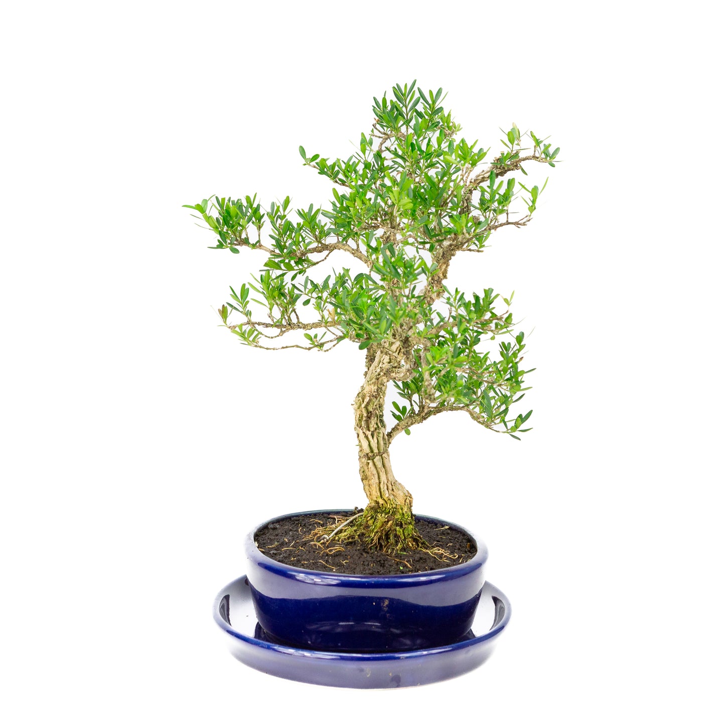 Buxus harlandii Bonsai in blue pot 21cm, height ~36cm