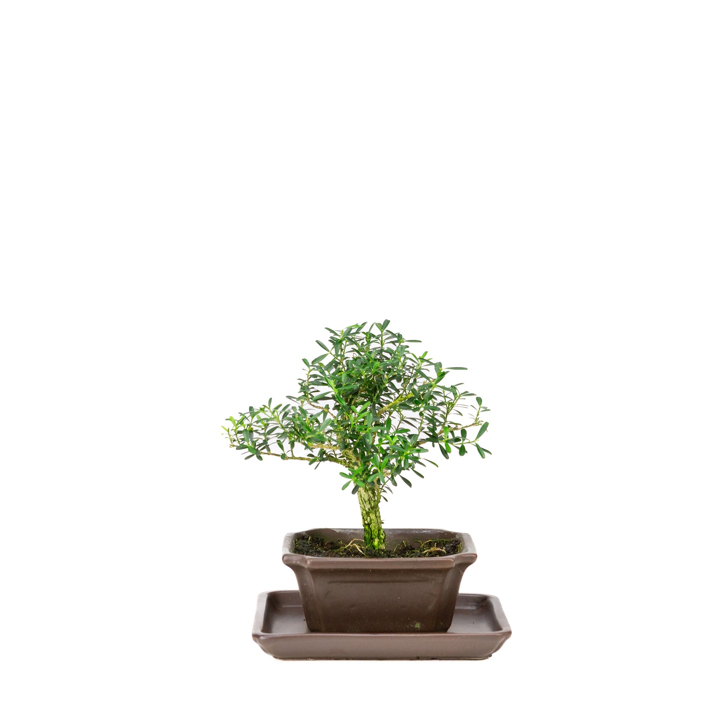 Buxus harlandii Bonsai in blue pot 13cm, height ~21cm