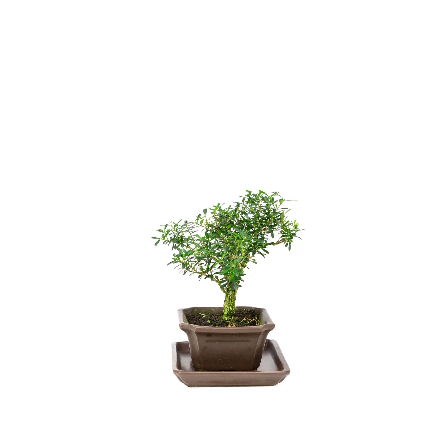 Buxus harlandii Bonsai in blue pot 13cm, height ~21cm