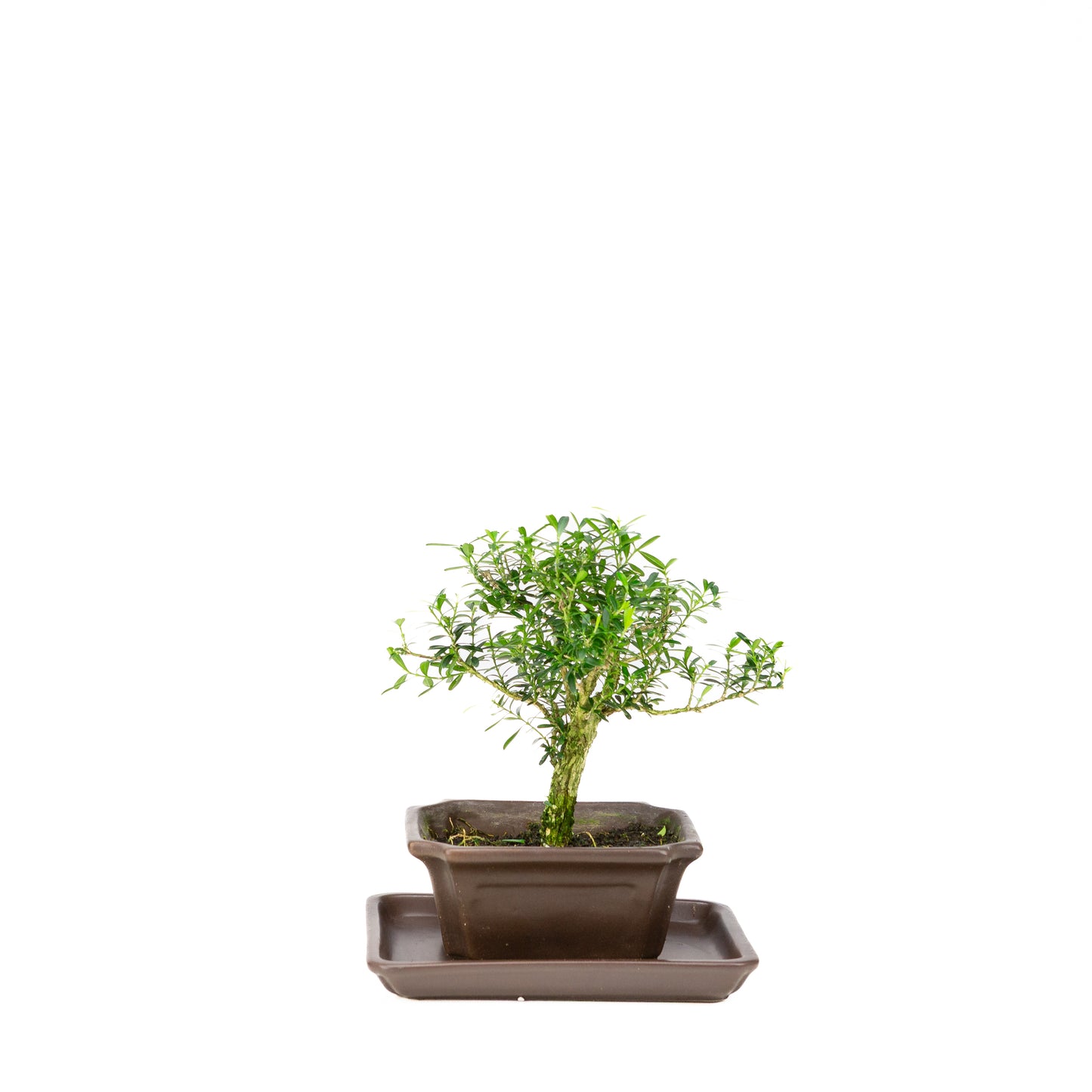 Buxus harlandii Bonsai in blue pot 13cm, height ~21cm