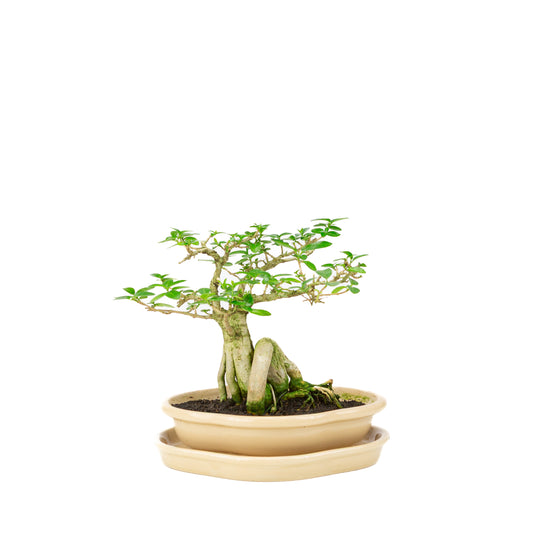 Premna Bonsai in cream pot 22cm, height ~22cm