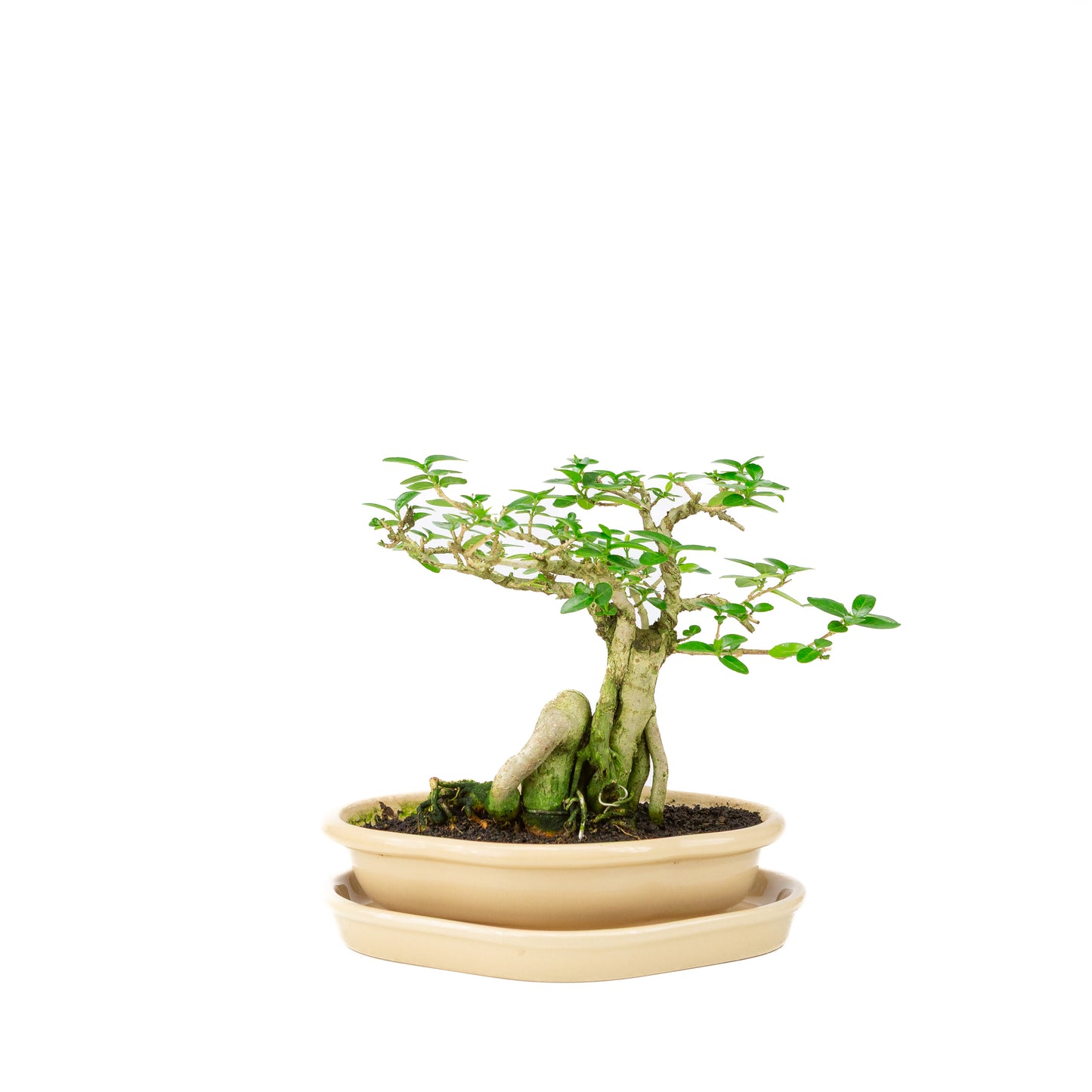 Premna Bonsai in cream pot 22cm, height ~22cm