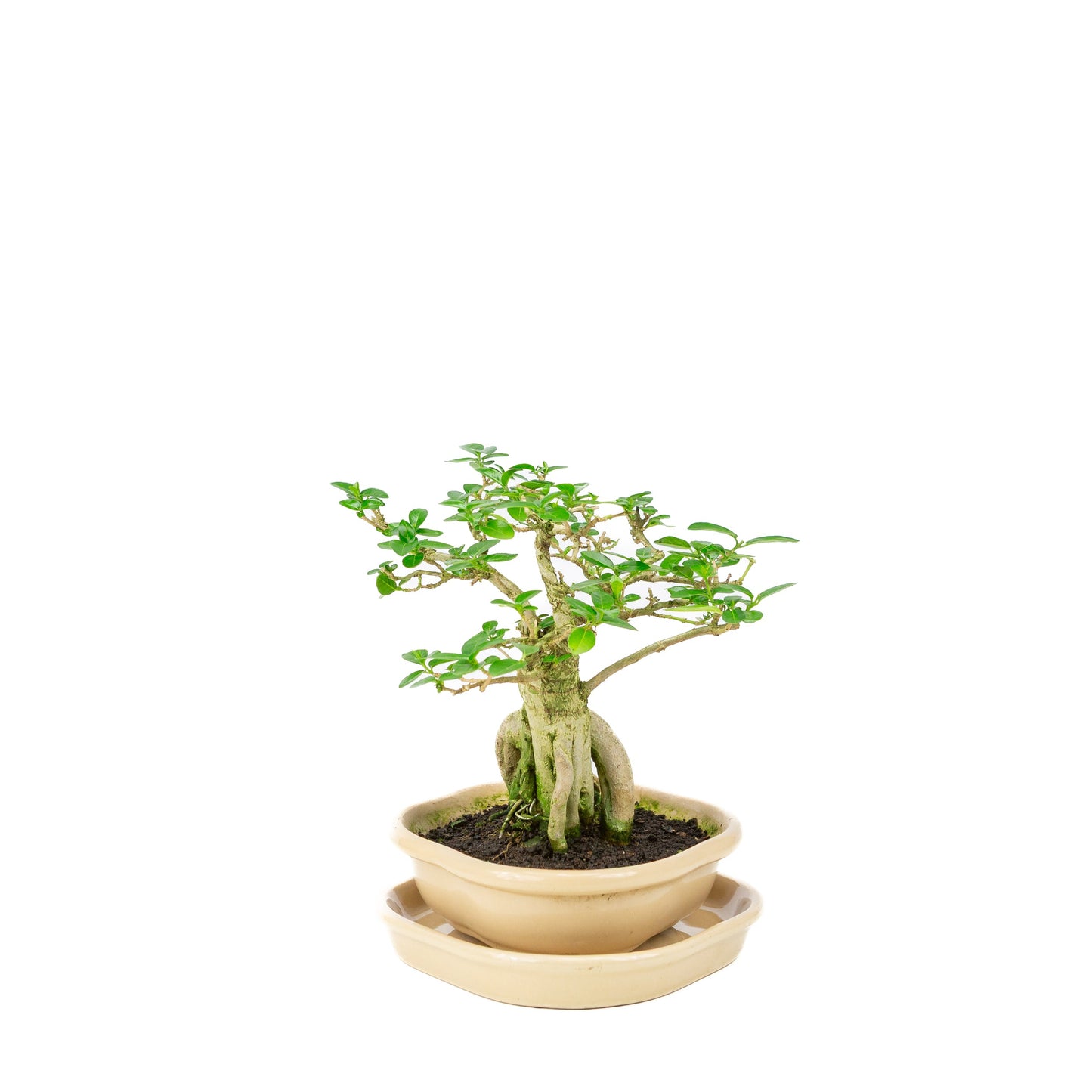 Premna Bonsai in cream pot, height ~22cm