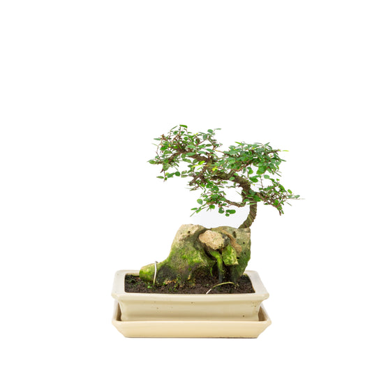 Zelkova Bonsai with stone in cream pot 21cm, height ~26cm