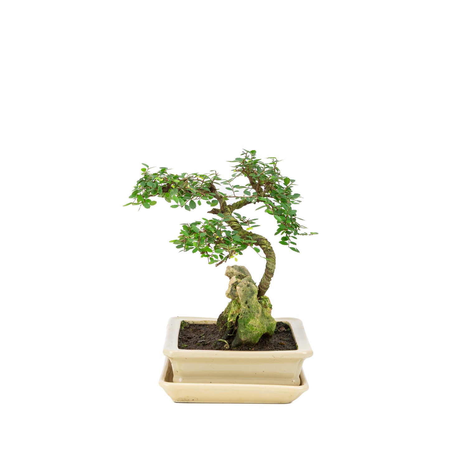 Zelkova Bonsai with stone in cream pot 21cm, height ~26cm