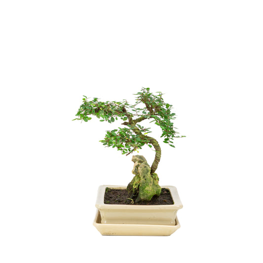 Zelkova Bonsai with stone in cream pot 21cm, height ~26cm