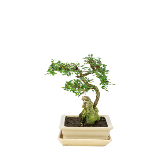 Zelkova Bonsai with stone in cream pot 21cm, height ~26cm