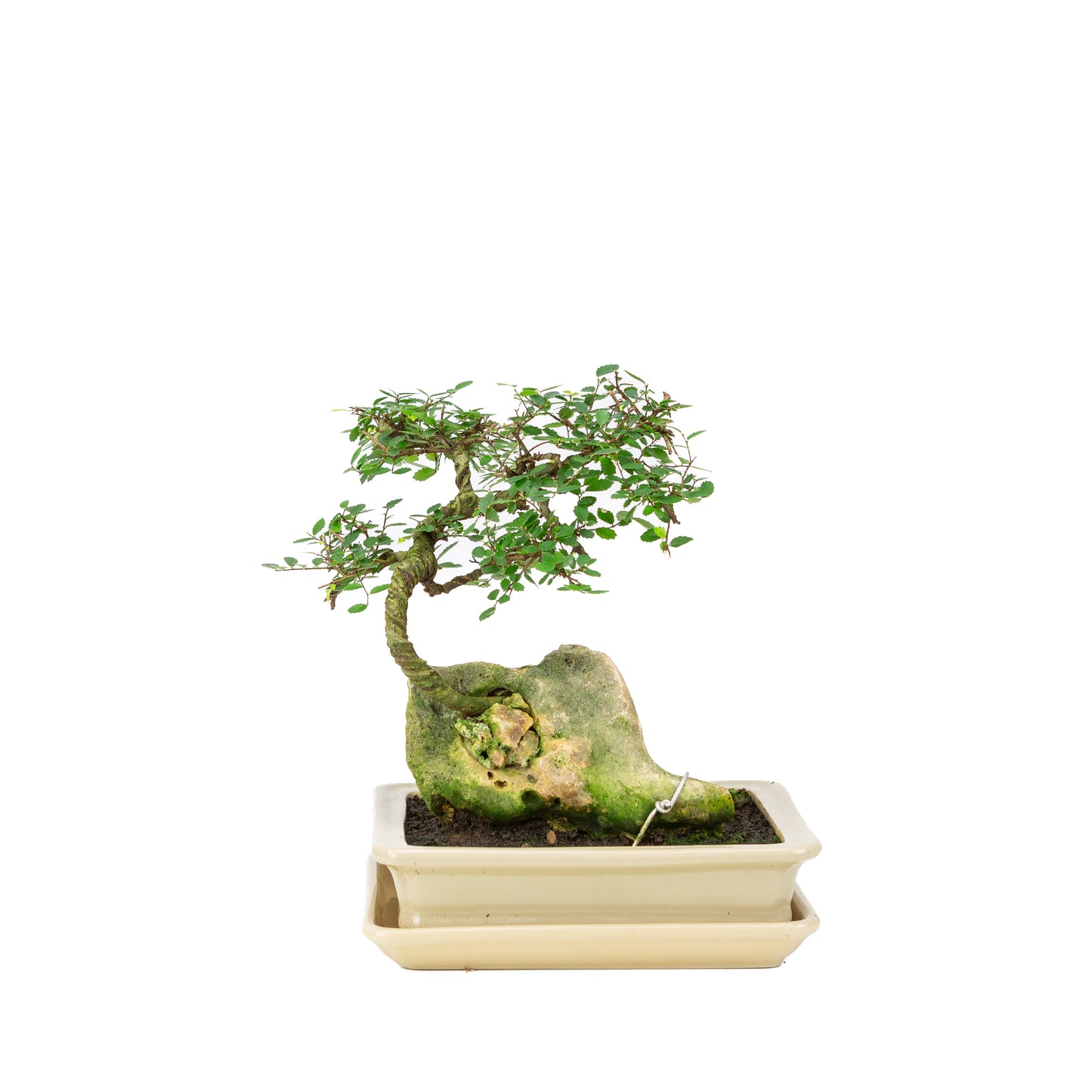 Zelkova Bonsai with stone in cream pot 21cm, height ~26cm