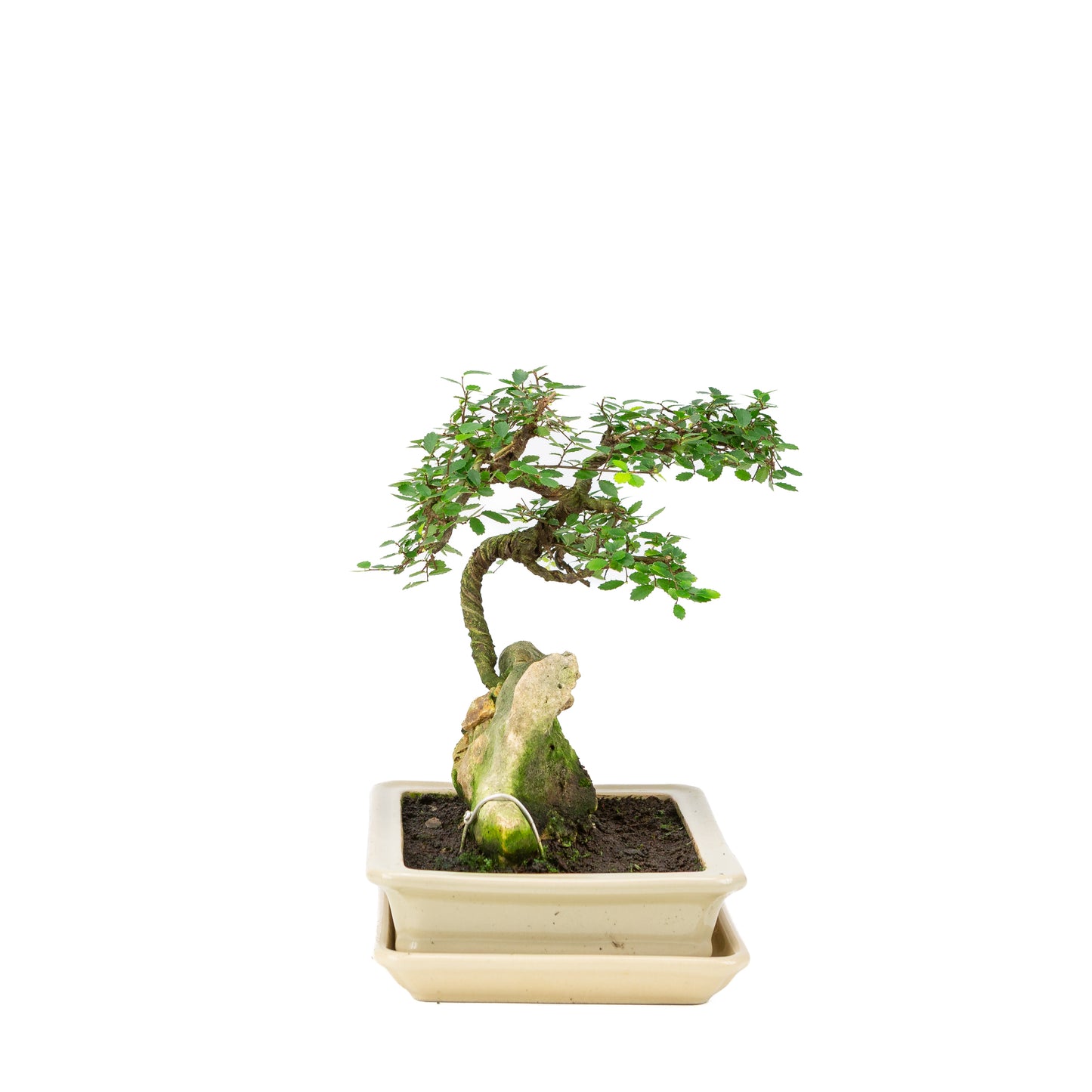 Zelkova Bonsai with stone in cream pot 21cm, height ~26cm