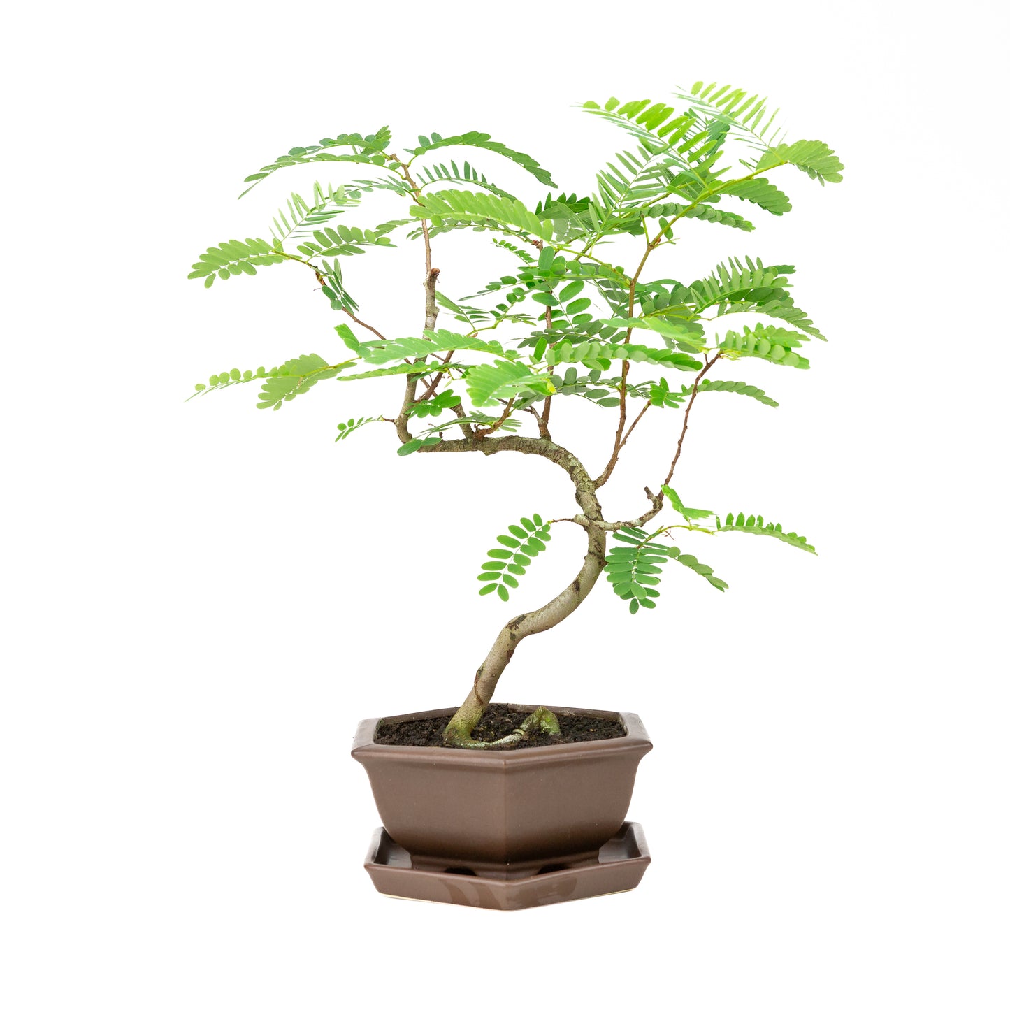 Phyllanthus buxifolius Bonsai in brown pot 22cm, height ~51cm