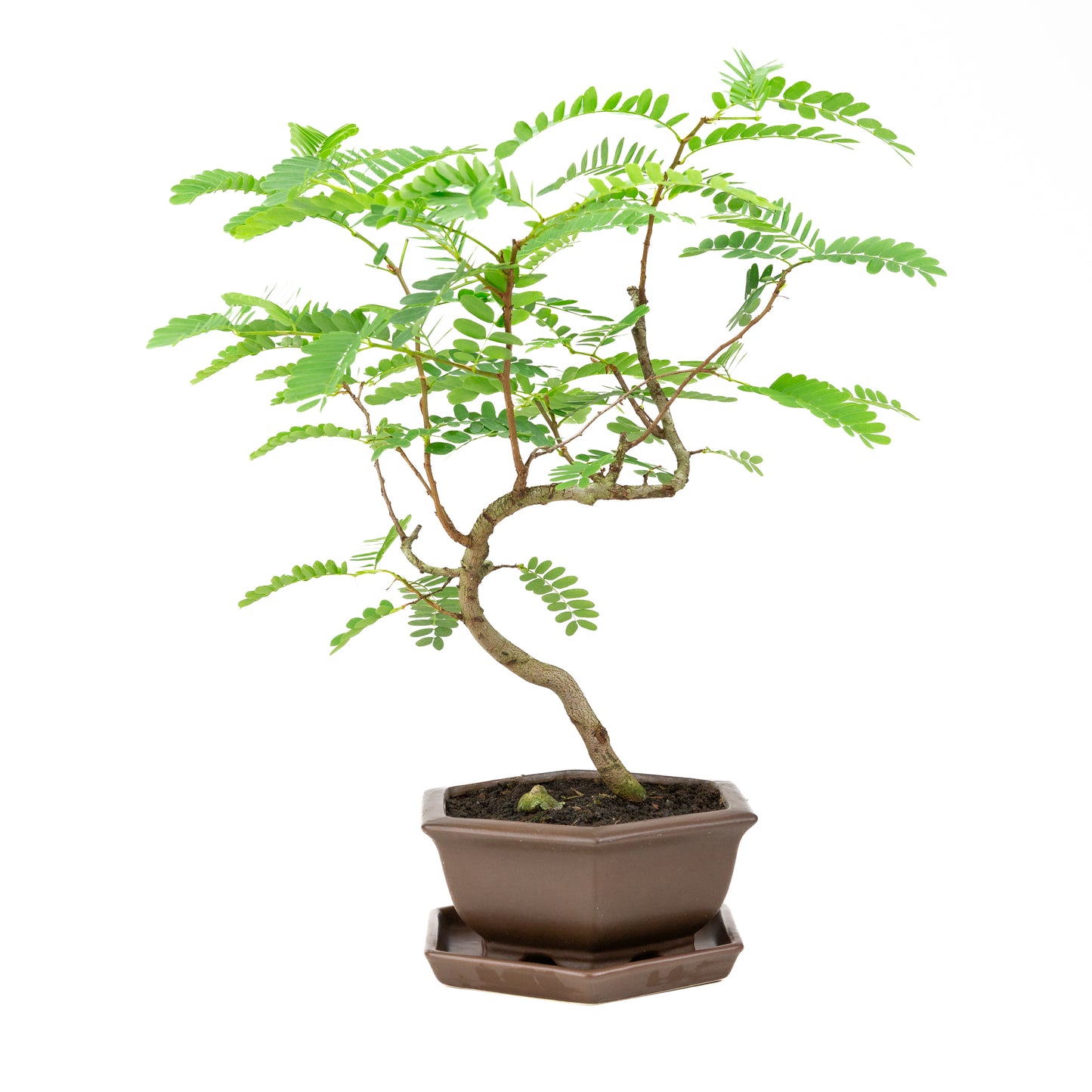 Phyllanthus buxifolius Bonsai in brown pot 22cm, height ~51cm