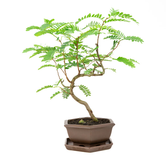 Phyllanthus buxifolius Bonsai in brown pot 22cm, height ~51cm