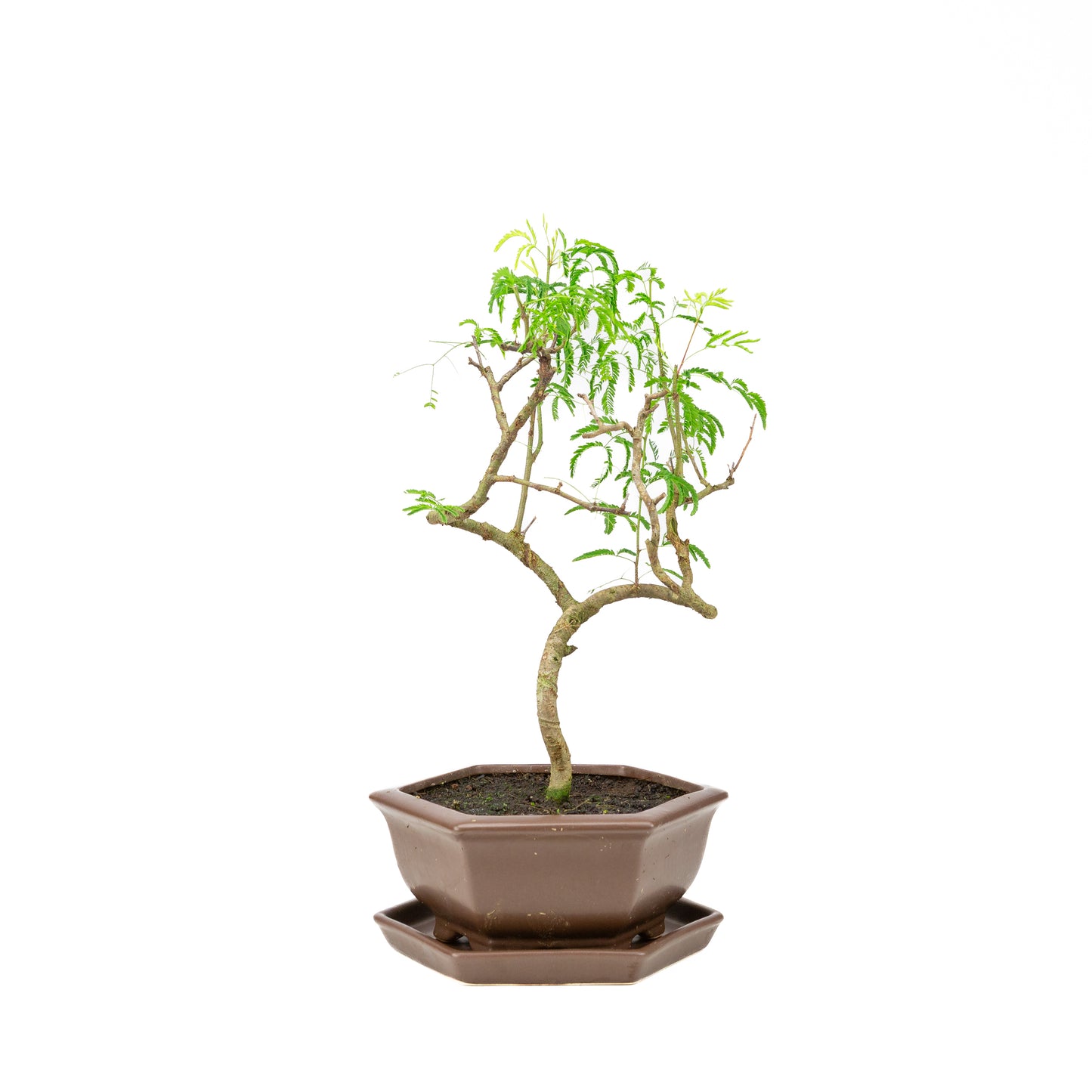 Vachellia Bonsai in brown pot 22cm, height ~43cm