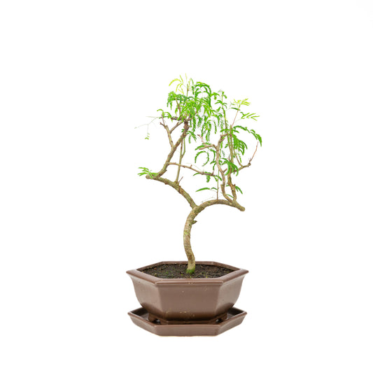 Vachellia Bonsai in brown pot 22cm, height ~43cm