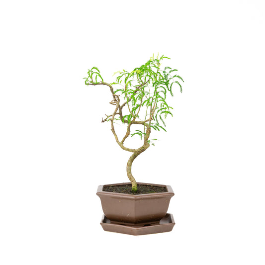 Vachellia Bonsai in brown pot 22cm, height ~43cm