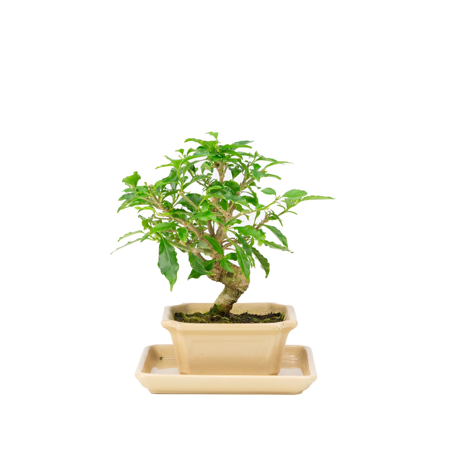 Bougainvillea glabra Bonsai in cream pot 14cm, height ~24cm