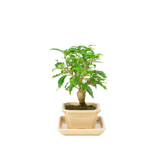 Bougainvillea glabra Bonsai in cream pot 14cm, height ~24cm