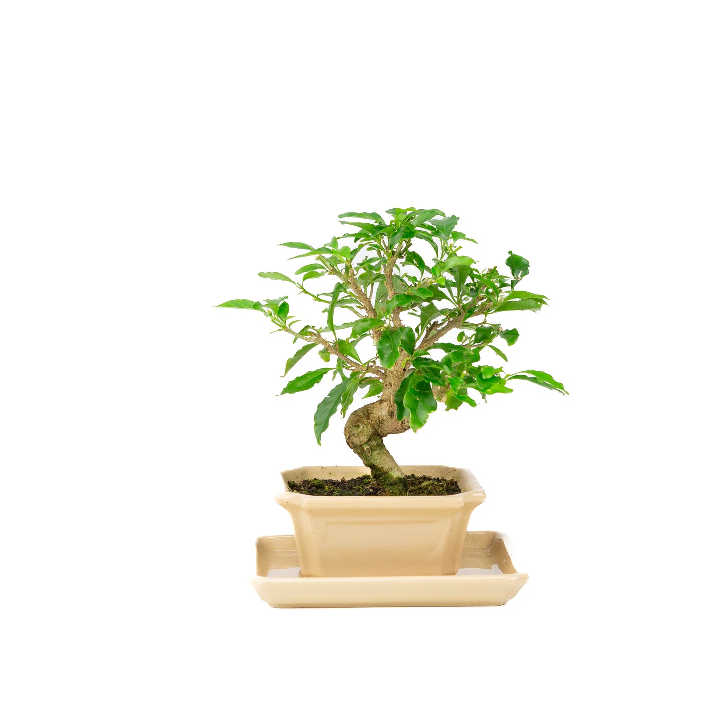 Bougainvillea glabra Bonsai in cream pot 14cm, height ~24cm