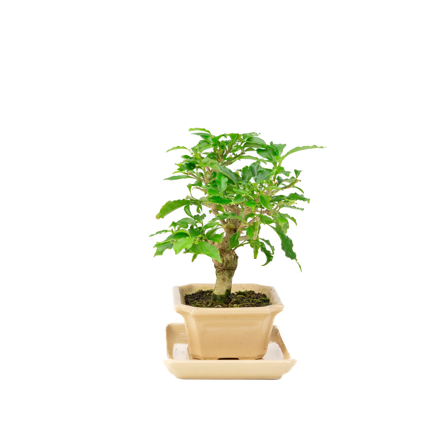 Bougainvillea glabra Bonsai in cream pot 14cm, height ~24cm