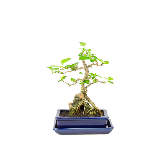 Premna Bonsai in blue pot 16cm, height ~25cm