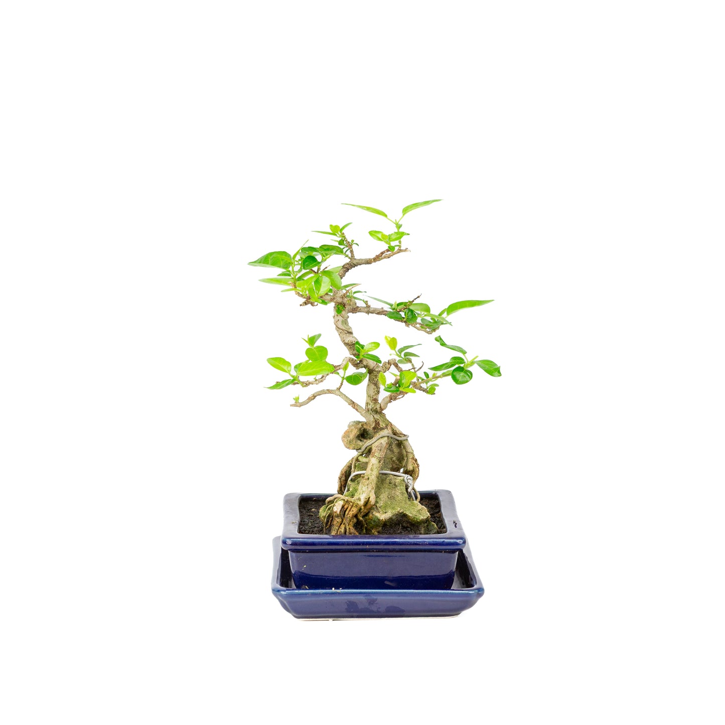 Premna Bonsai in blue pot 16cm, height ~25cm