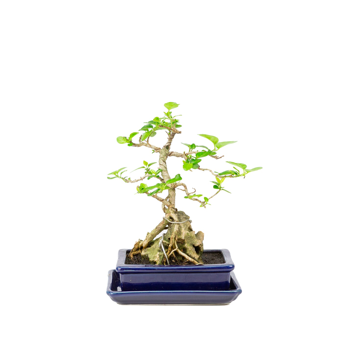 Premna Bonsai in blue pot 16cm, height ~25cm