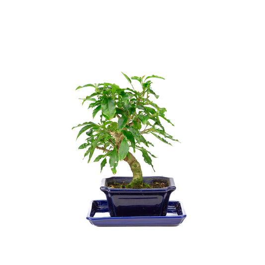 Bougainvillea glabra Bonsai in blue pot 13cm, height ~25cm