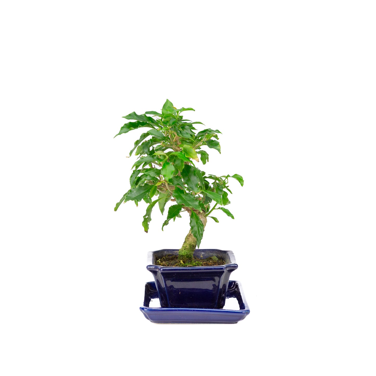 Bougainvillea glabra Bonsai in brown pot 13cm, height ~24cm
