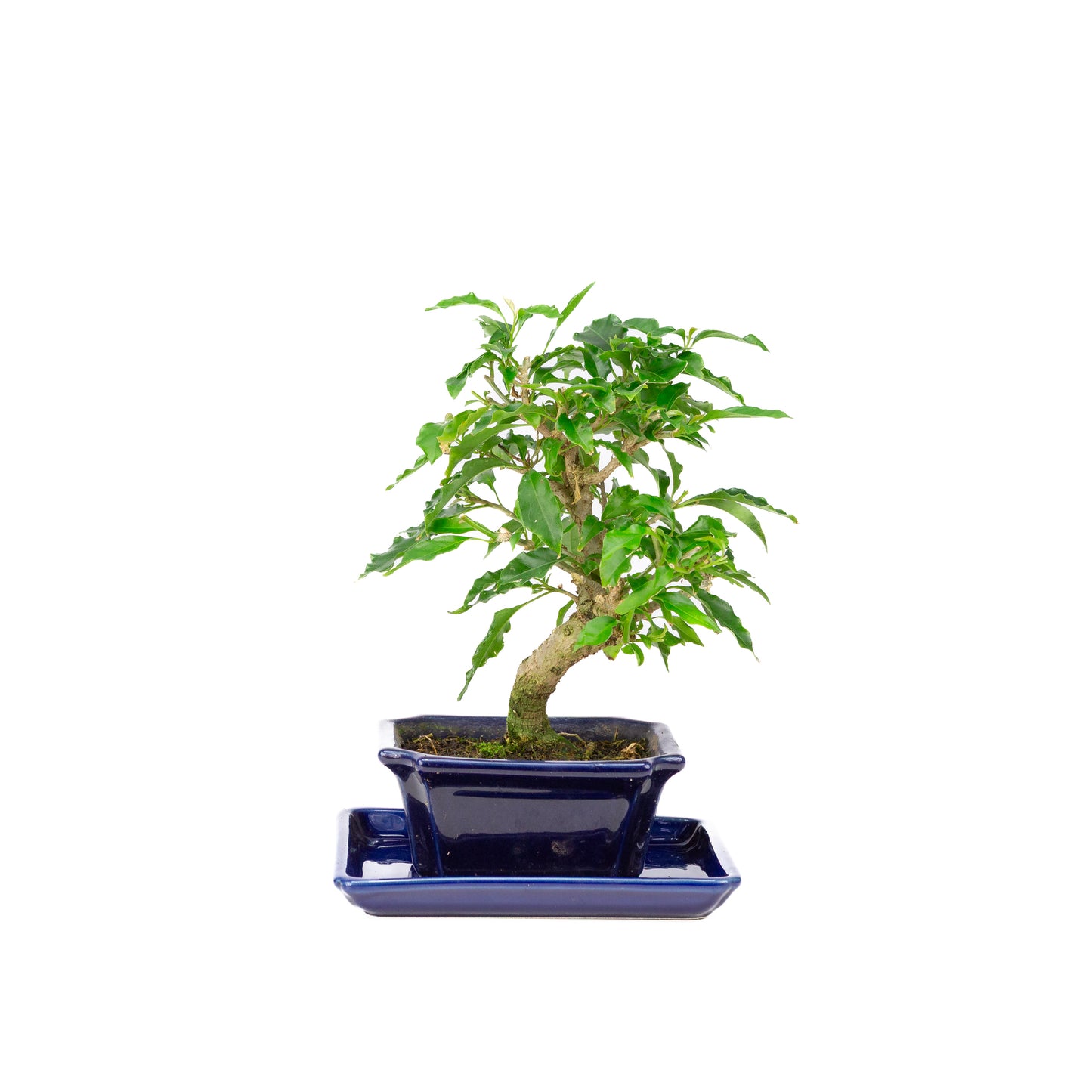 Bougainvillea glabra Bonsai in blue pot 13cm, height ~25cm