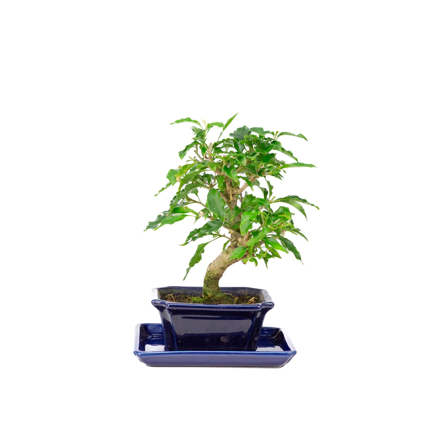 Bougainvillea glabra Bonsai in brown pot 13cm, height ~24cm