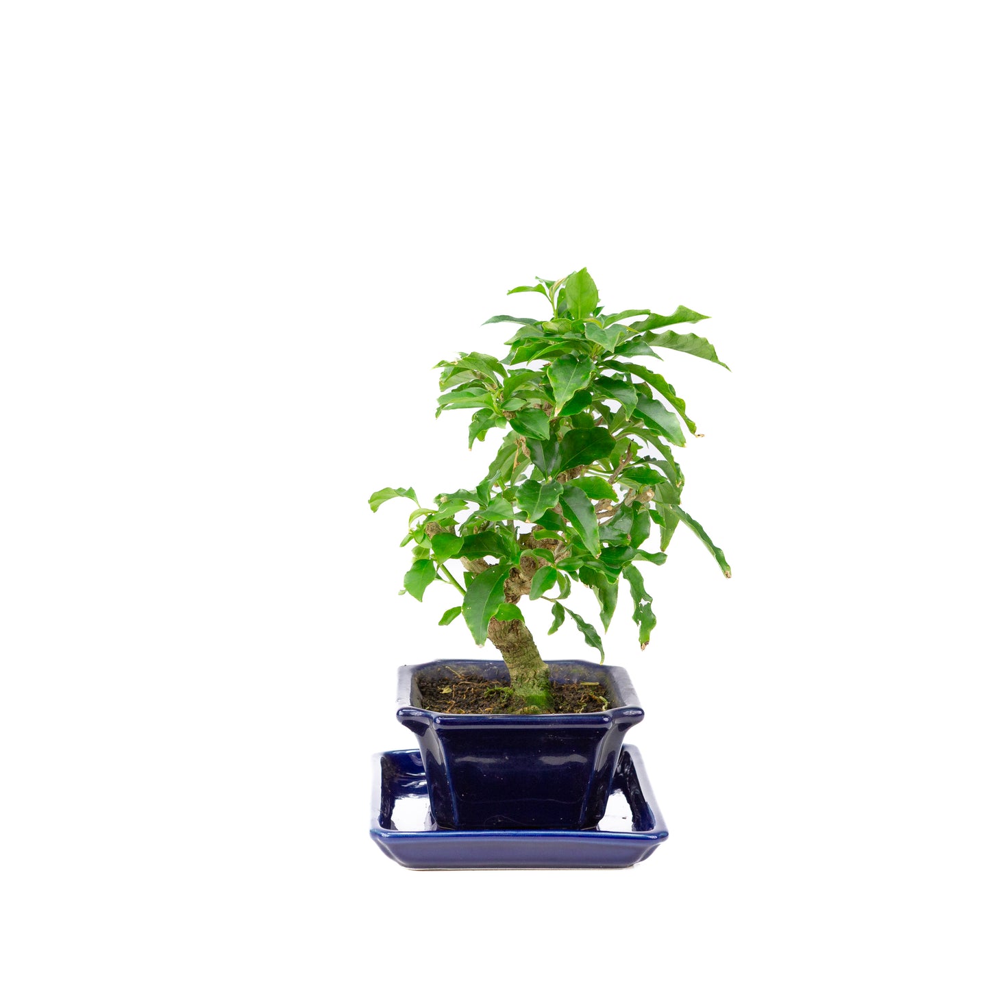 Bougainvillea glabra Bonsai in blue pot 13cm, height ~25cm