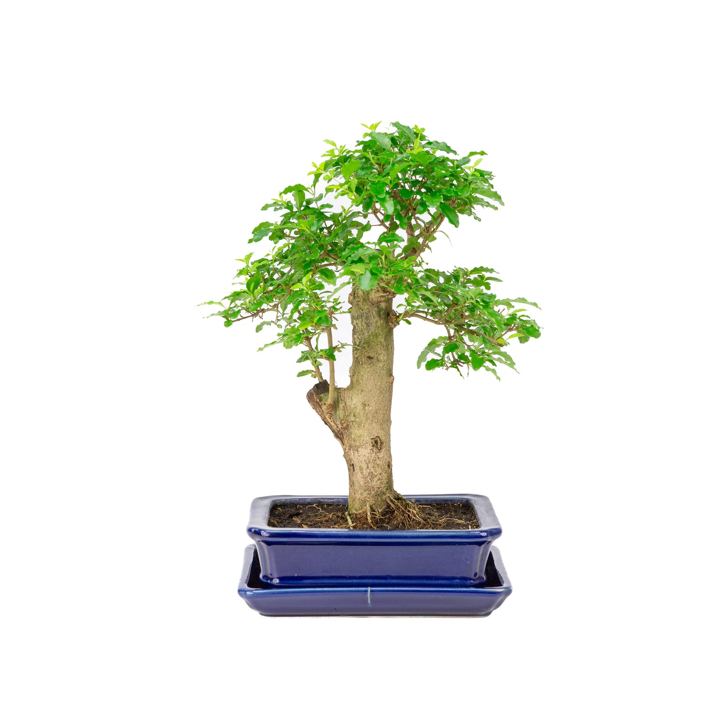 Ligustrum ovalifolium Bonsai in blue pot 16cm, height ~31cm