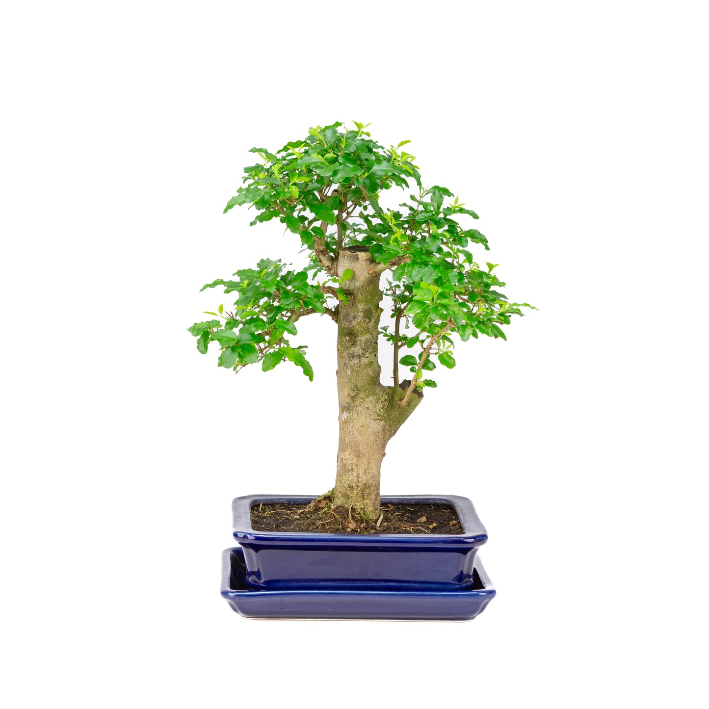 Ligustrum ovalifolium Bonsai in blue pot 16cm, height ~31cm
