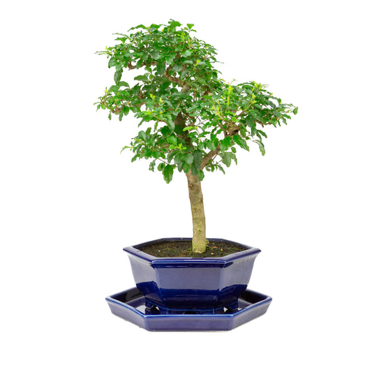 Ligustrum ovalifolium Bonsai in blue pot 18cm, height ~37cm