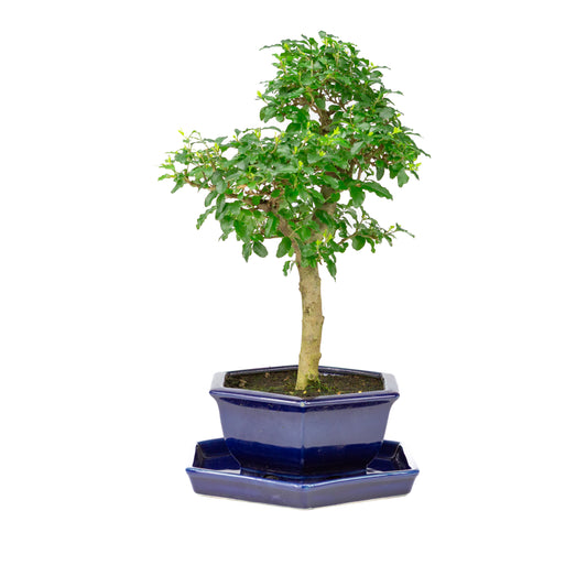 Ligustrum ovalifolium Bonsai in blue pot 18cm, height ~37cm