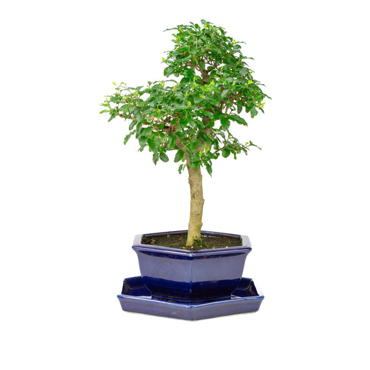 Ligustrum ovalifolium Bonsai in blue pot 18cm, height ~37cm